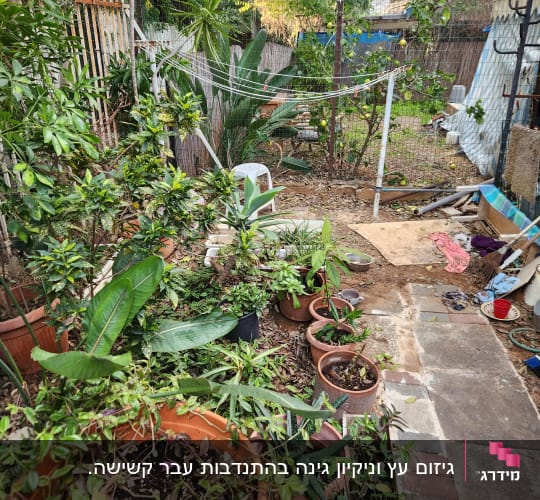 עציצים עם צמחים שונים בגינה קטנה